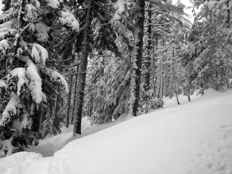 snow clump trees